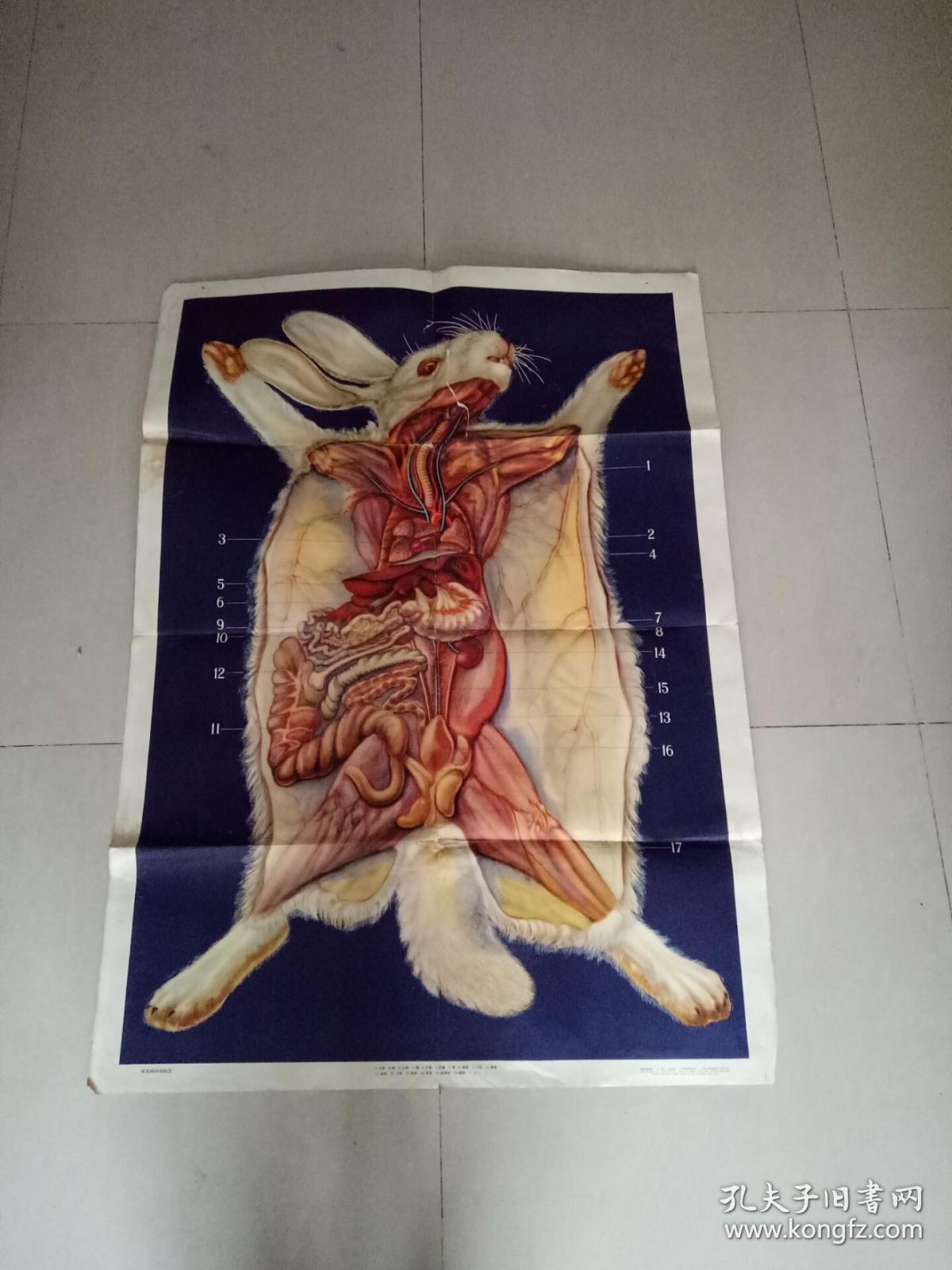 初级中学课本生物教学挂图家兔的内部构造一版一印