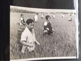 五六十年代原版老照片 农田作业  （早期摄影记者拍摄）