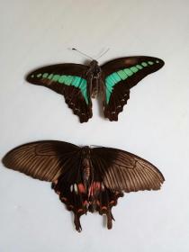 蝴蝶标本，，50年代的