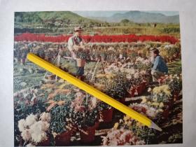 五十年代彩色图片杭州市的一个花圃。