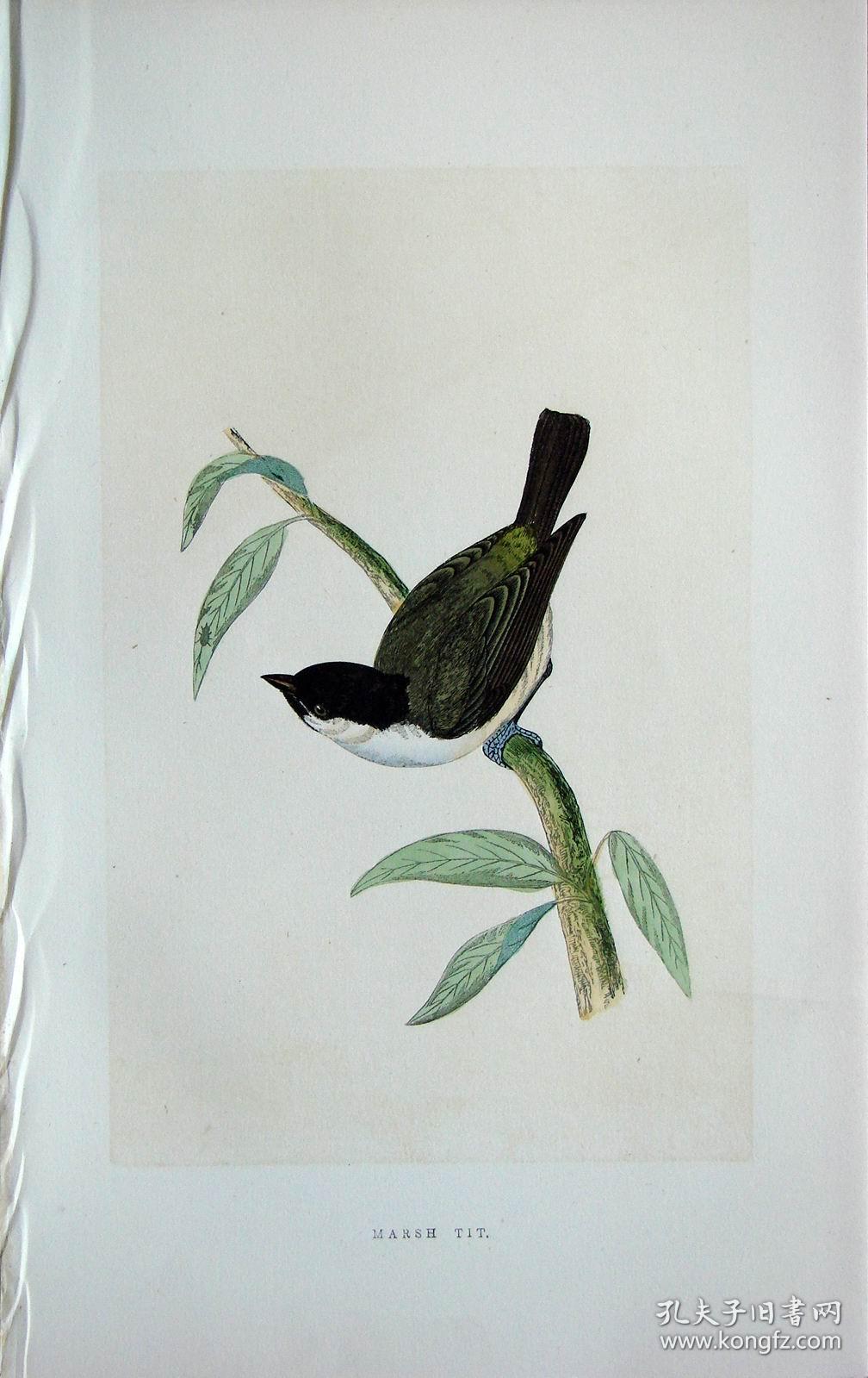 1868年版英国鸟类图谱系列彩色木刻版画沼泽山雀手工上色25x15cm