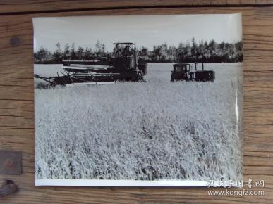 超大尺寸老照片:【※1973年,黑龙江省 呼玛县,鄂伦春族人用联合收割机
