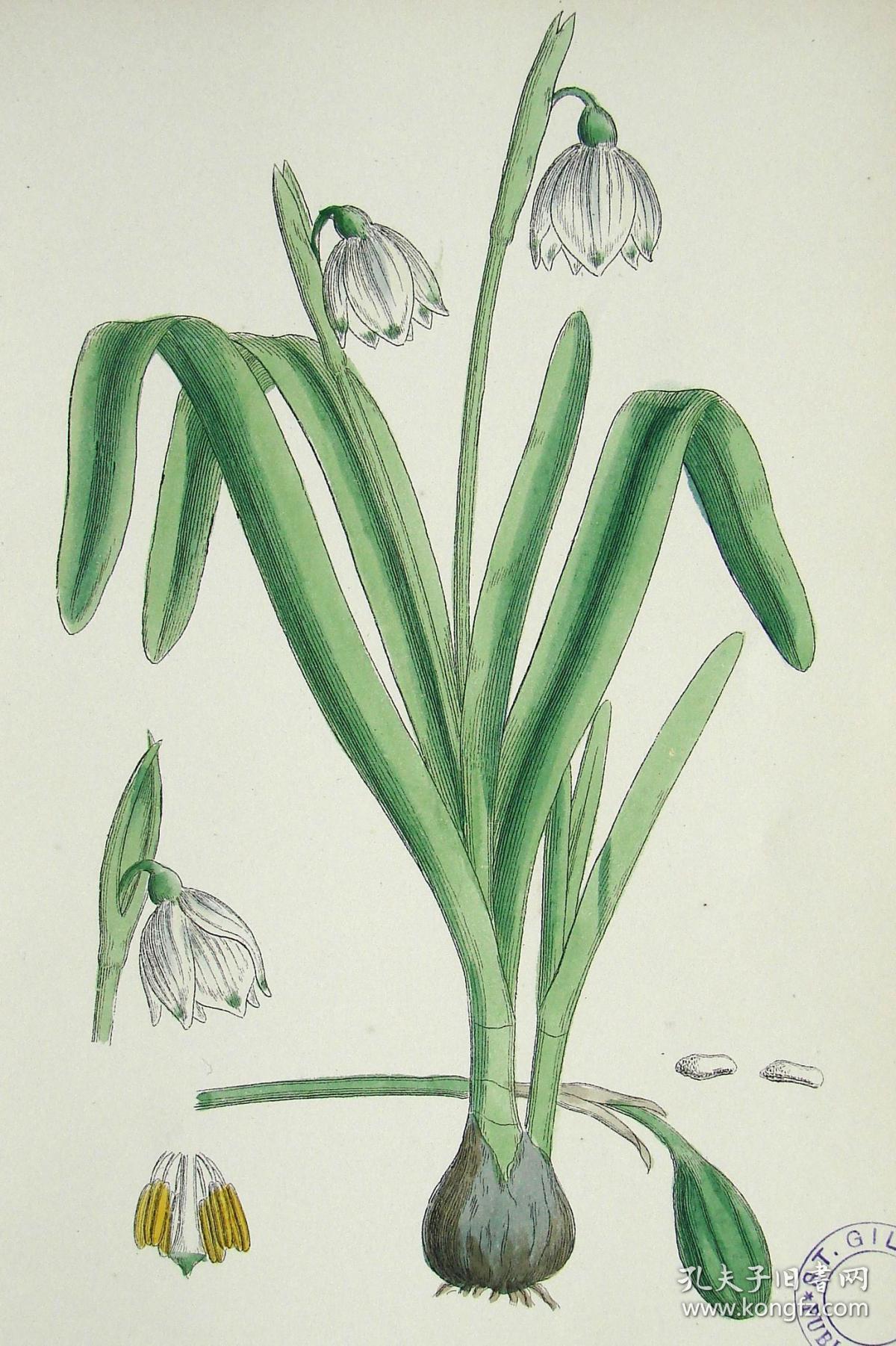 1899年版《英国植物学图谱》 — "雪片莲"木版画手工上色/24x17cm