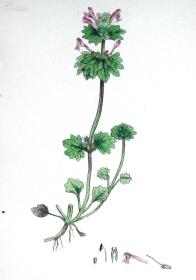 1880年版《英国植物学图谱》—“宝盖草”/木版画手工上色/25x17cm