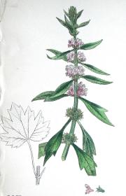 1880年版《英国植物学图谱》—“胃益母草”/木版画手工上色/25x17cm