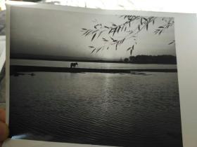 1981年新华社用稿照片，甘肃敦煌南湖
