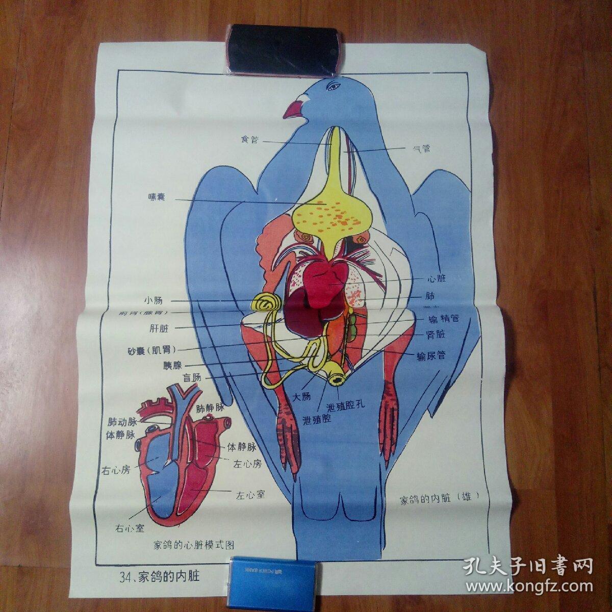 中学动物教学挂图一家鸽的内脏.2开
