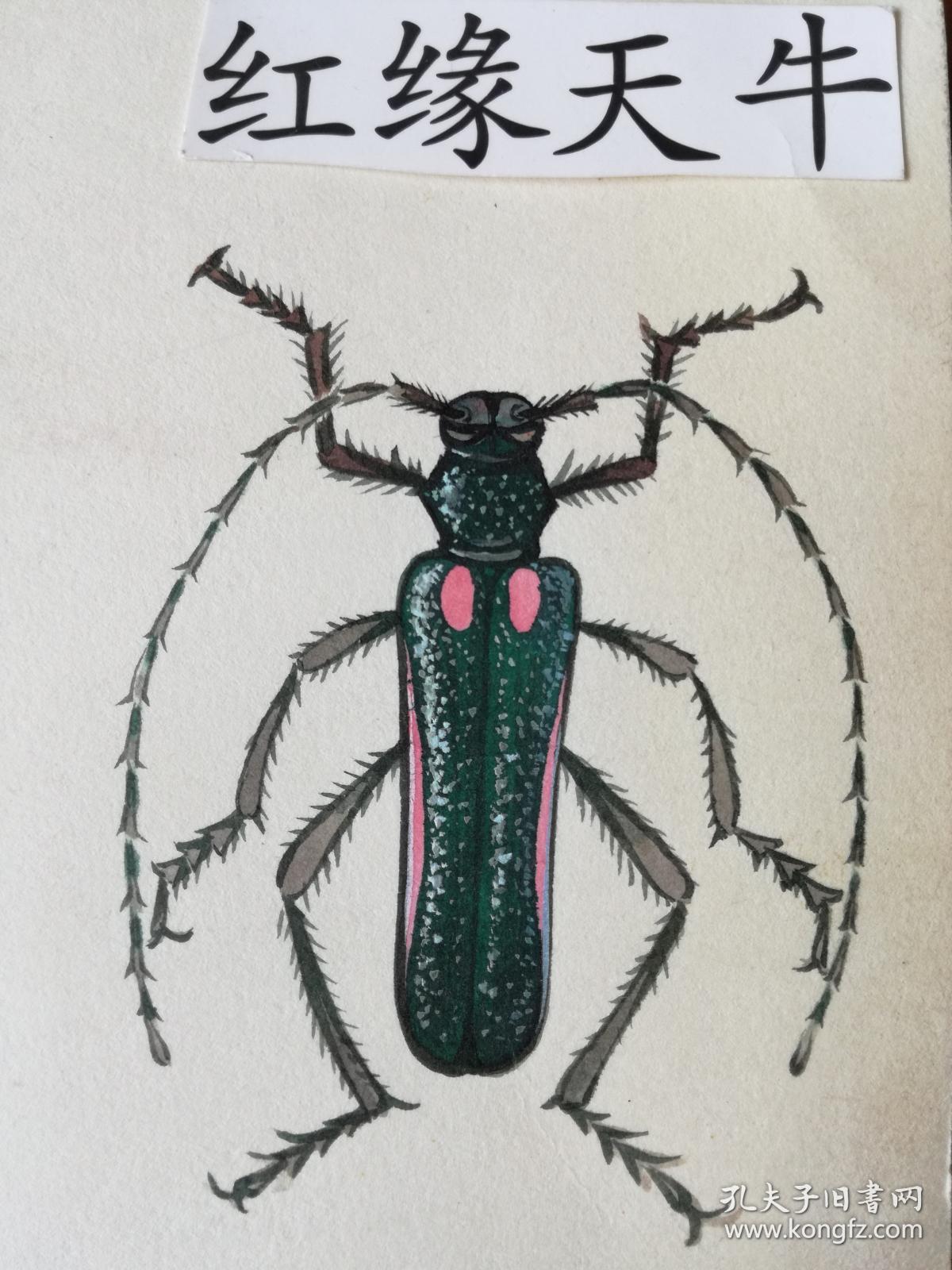 水彩画昆虫64只好孩子画报插图原稿