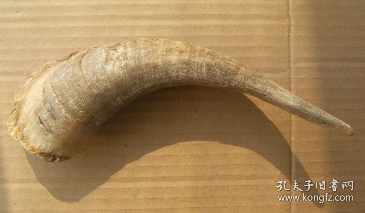 羊角一个 长约21厘米 编号3