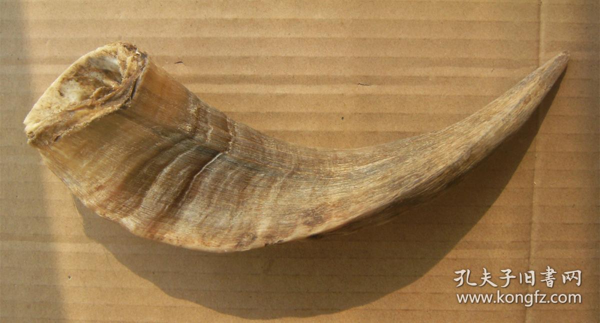 羊角一个 长约21厘米 编号3