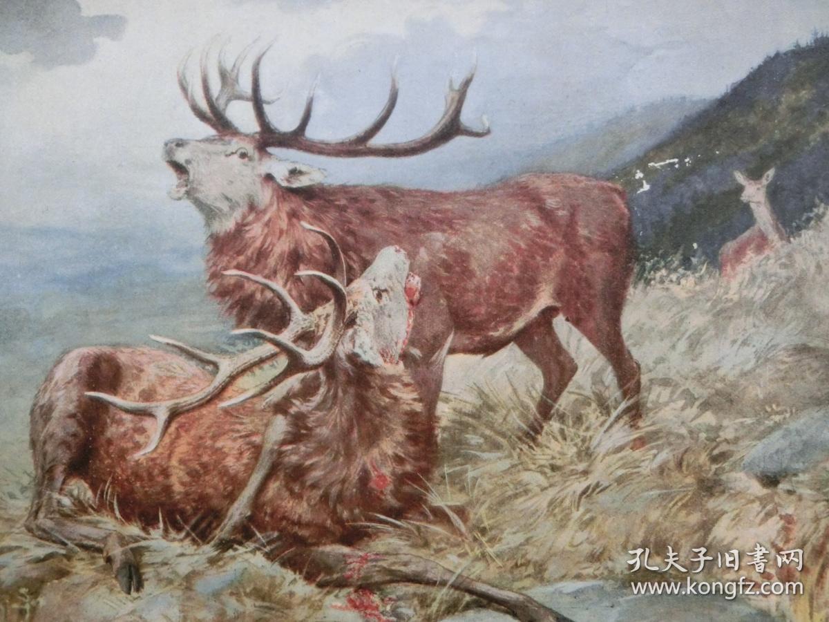 【现货 包邮】1890年彩色平版印刷画《鹿王争霸》(der sieger) 尺寸约