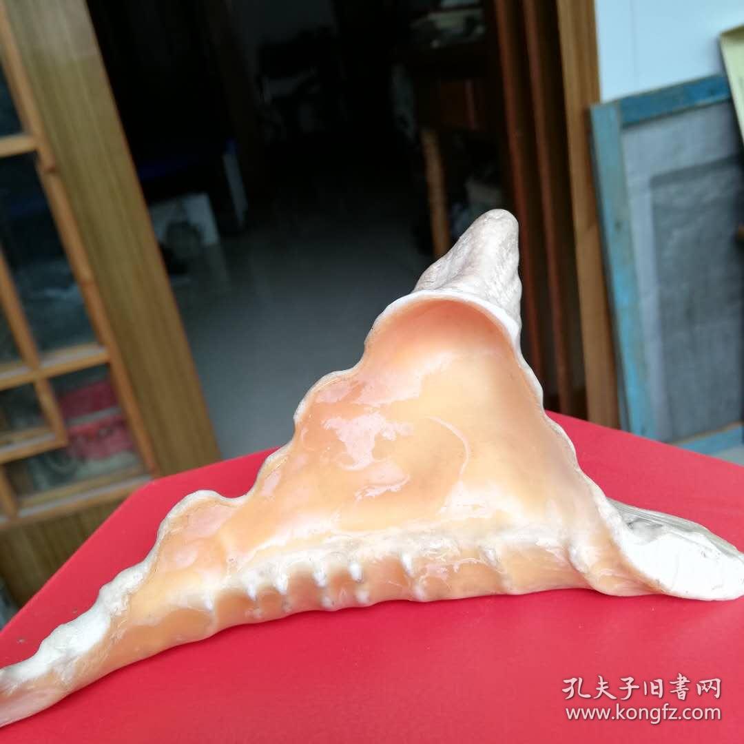 笔架贝壳自然型