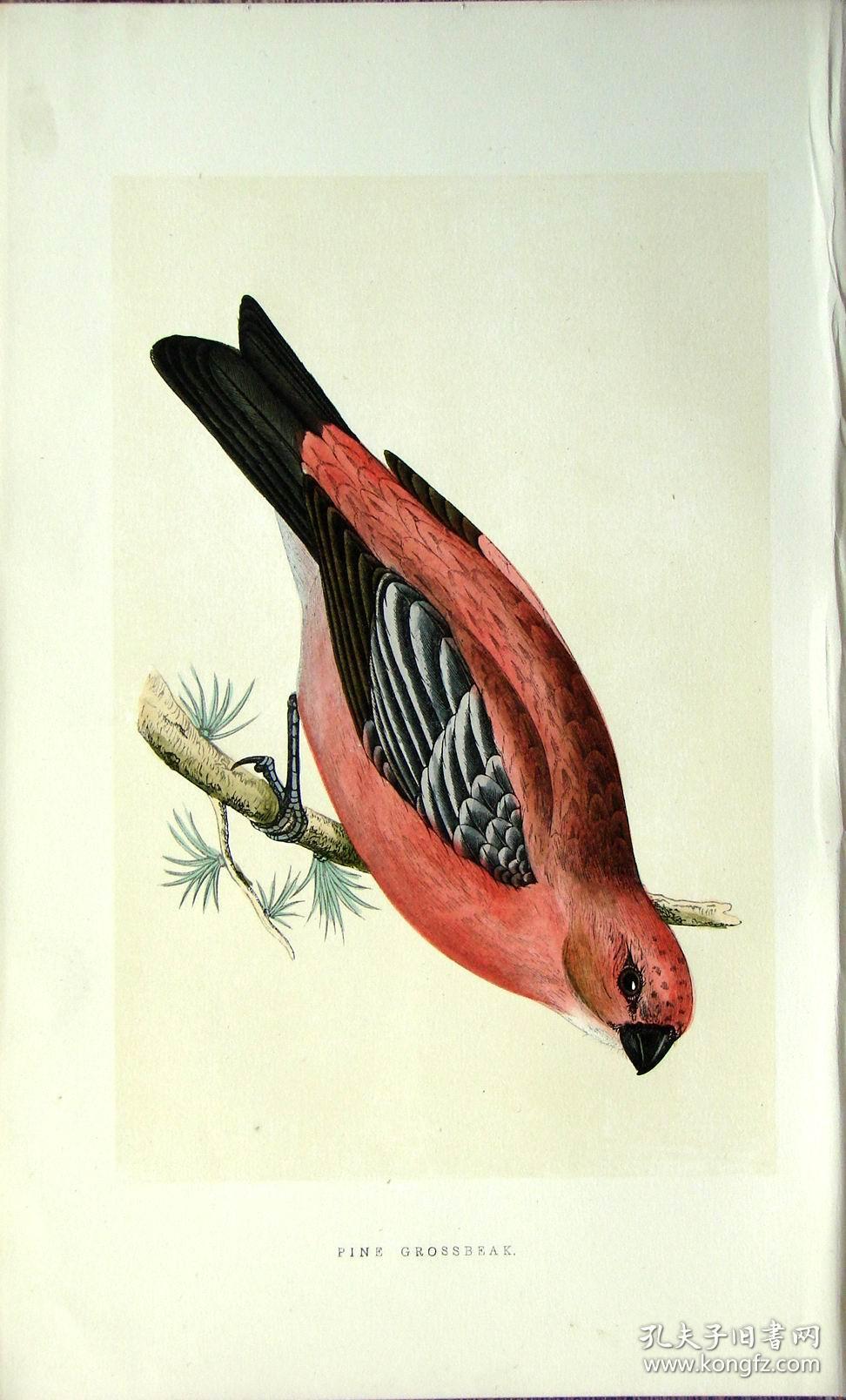 1868年版英国鸟类图谱系列彩色木刻版画松雀手工上色25x15cm