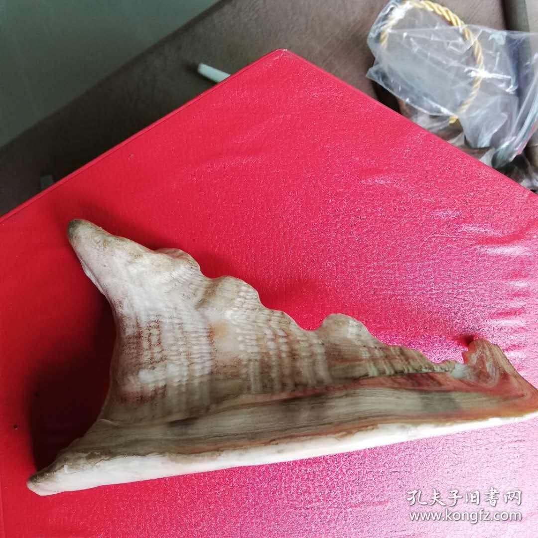 笔架贝壳自然型
