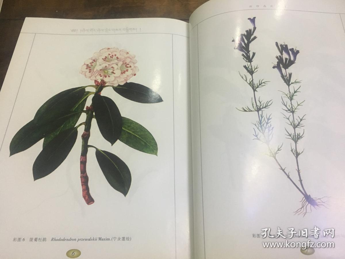 新修晶珠本草(原版旧书)