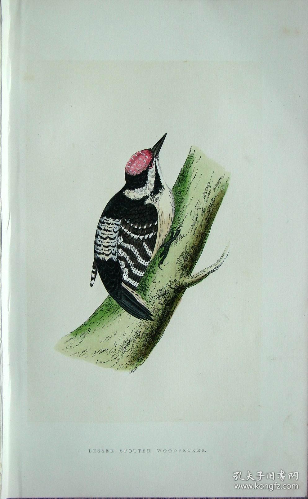 1868年版《英国鸟类图谱》系列彩色木刻版画—小斑啄木鸟/手工上色/25
