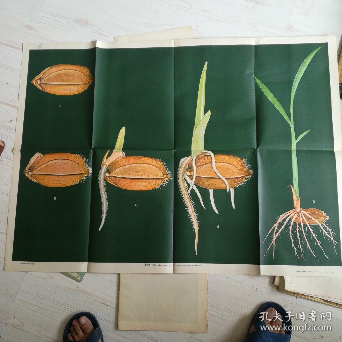 的生长过程图片水稻生长发育稻谷发芽图片卡通水稻种子发芽图片卡通