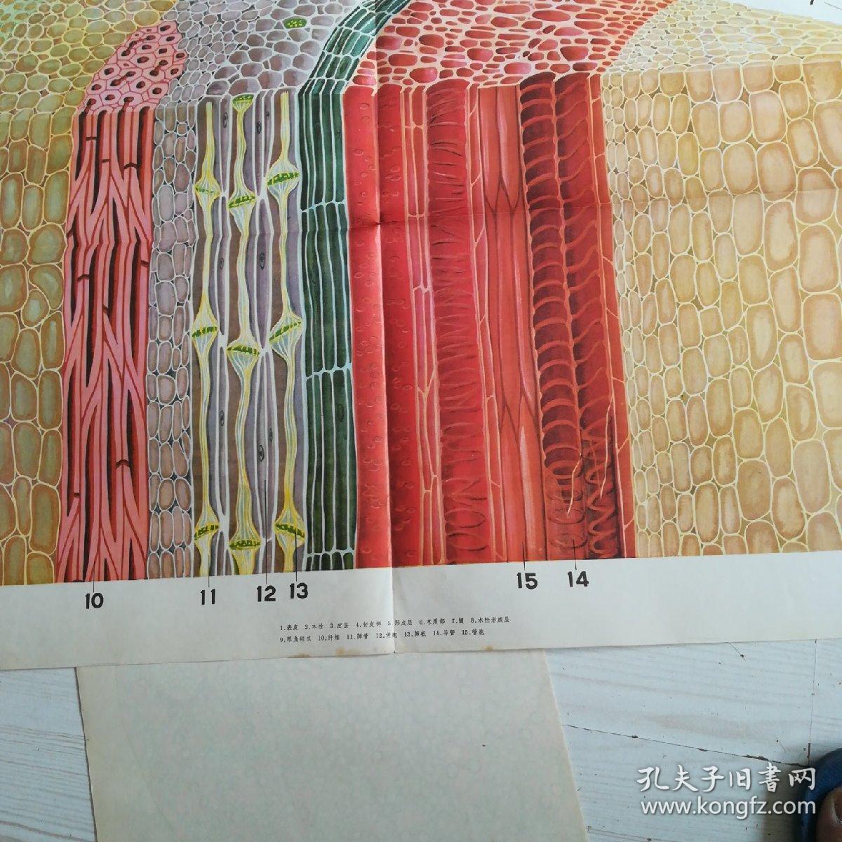 油菜的生长发育过程(全套:1幅】7:水稻的水稻茎纵切茎的纵切水稻种子