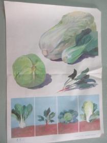 幼儿园认识自然教学图片  蔬菜（一）