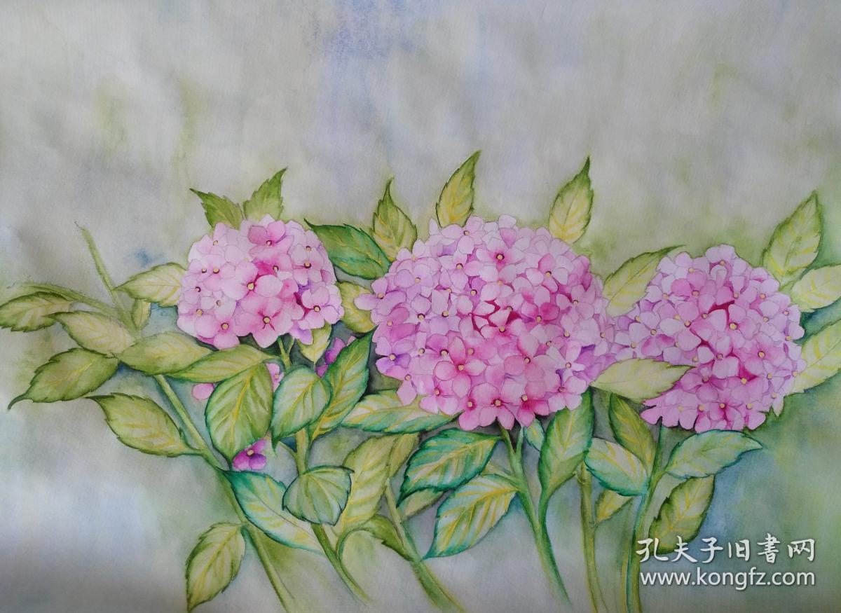 绣球花(水彩画)