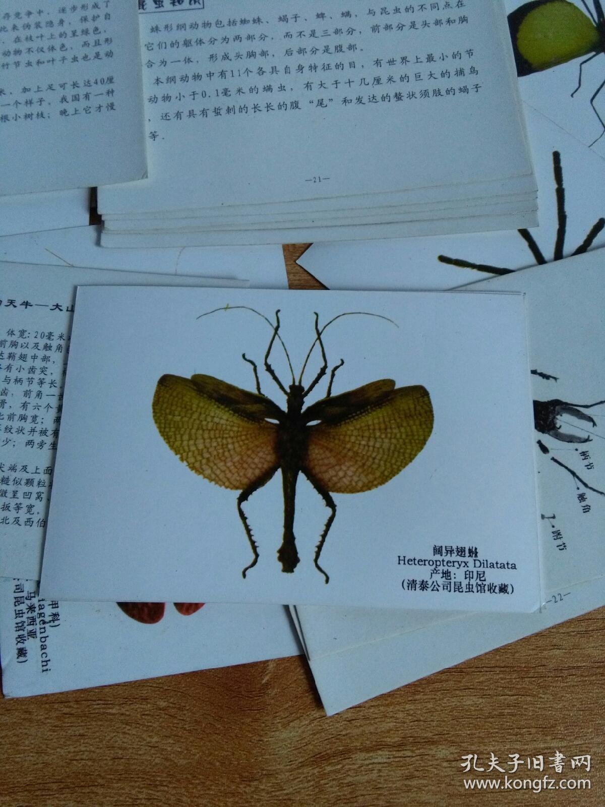 世界昆虫与蜘蛛鉴赏(一盒24张硬卡片,背面是介绍文字)