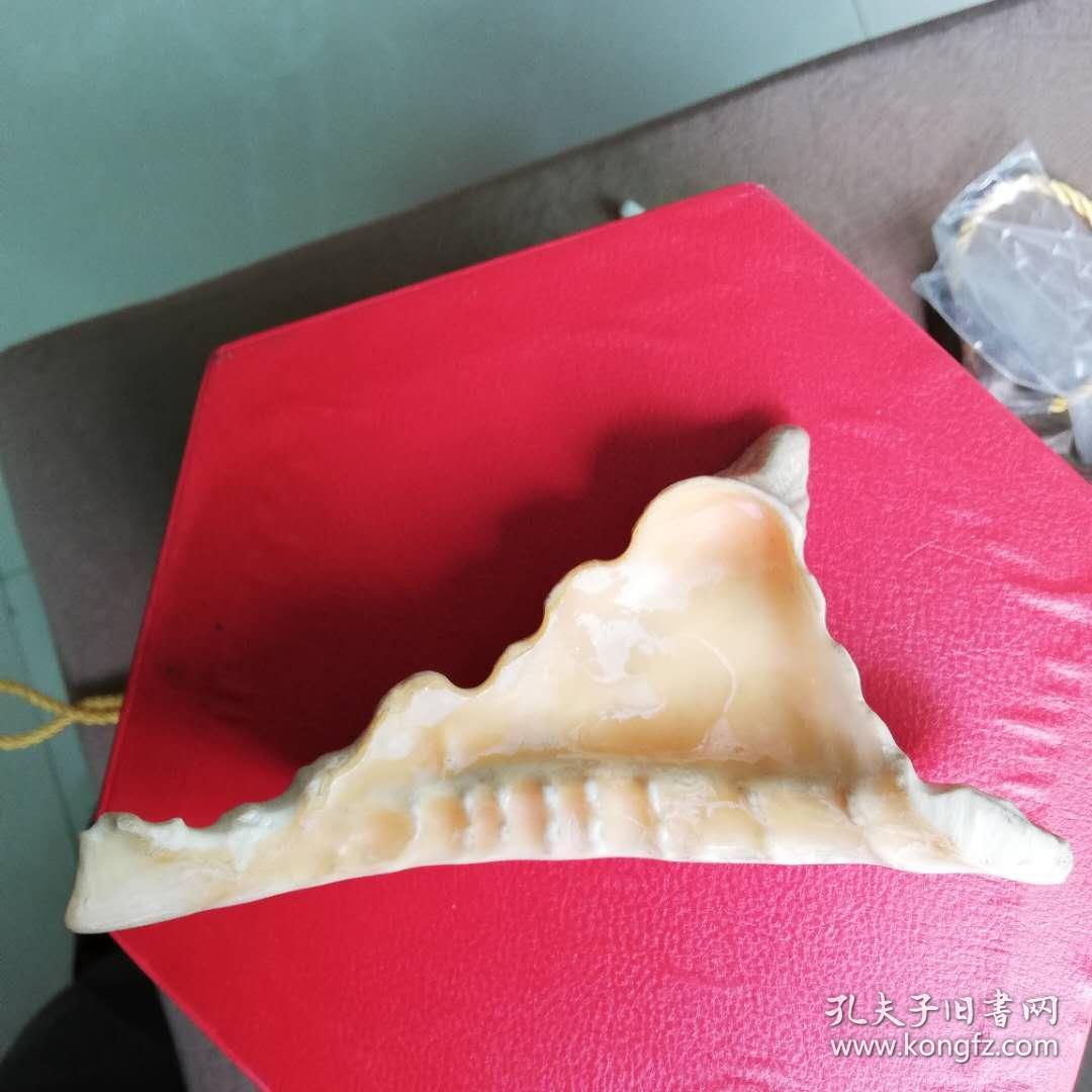 笔架贝壳自然型