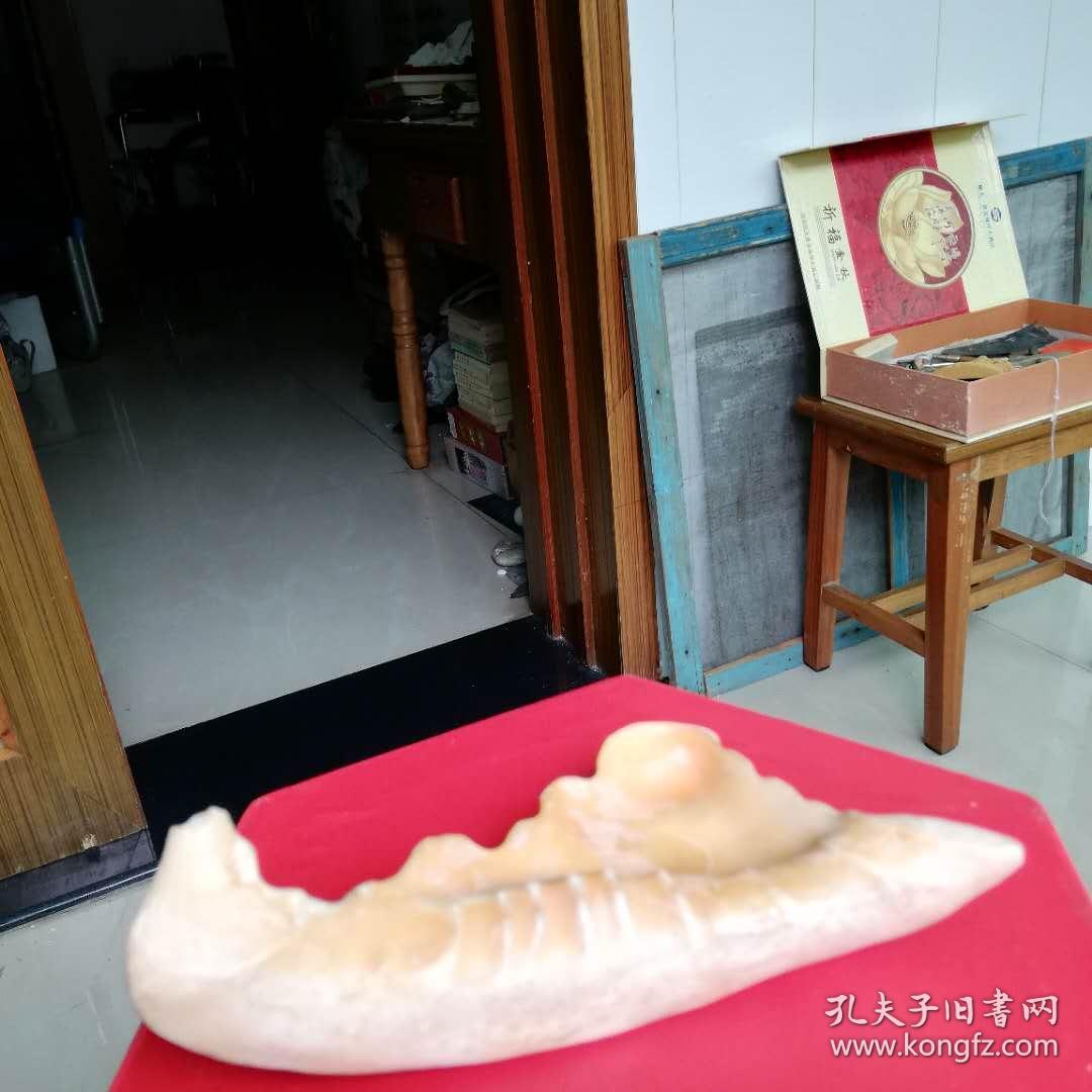 笔架贝壳自然型