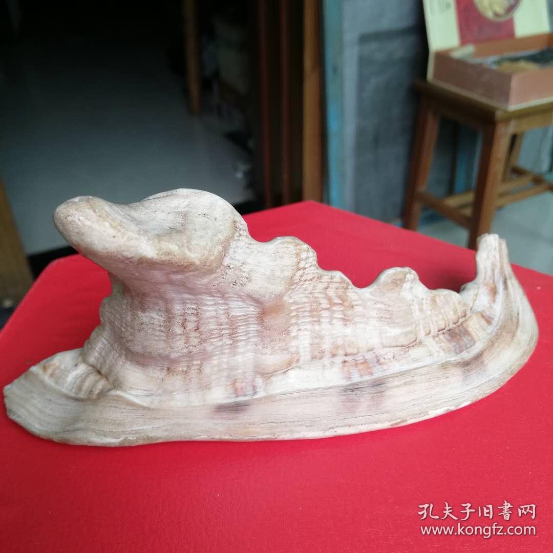笔架贝壳自然型