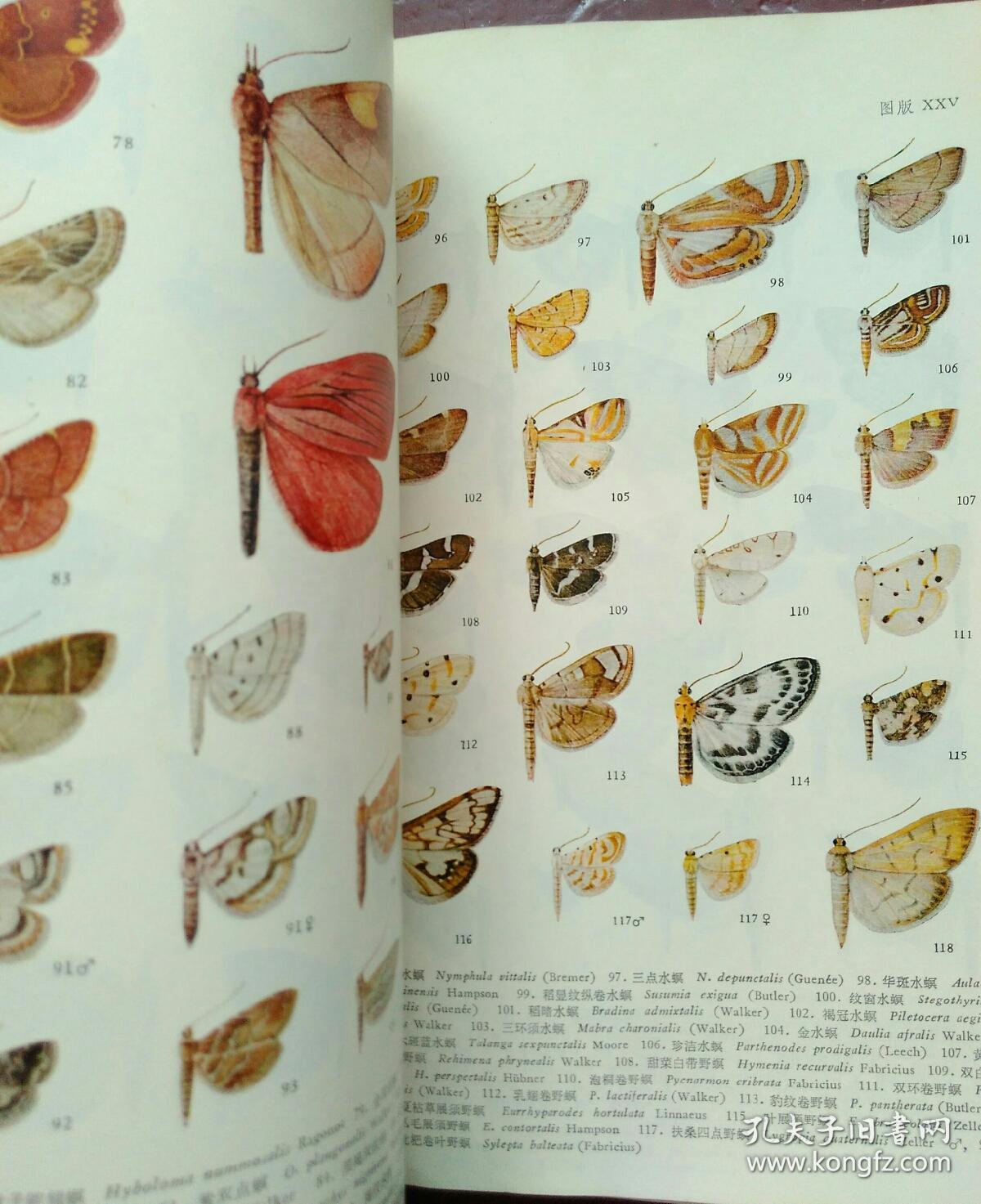 大型飞蛾品种图鉴图片