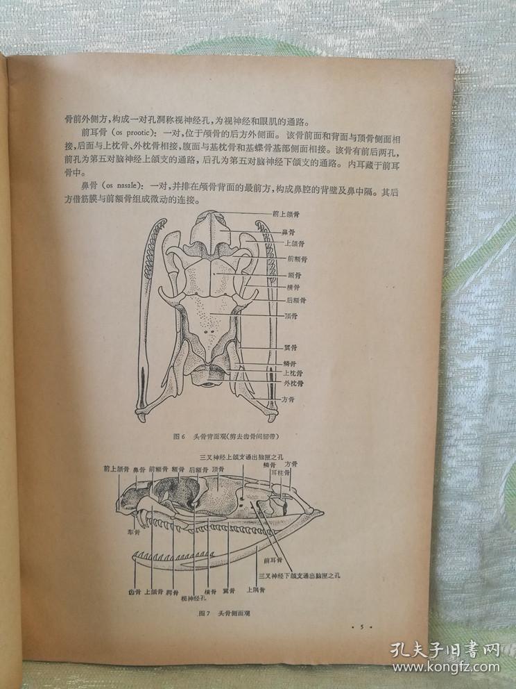 ④ 眼镜蛇的解剖(16开,46页,稀缺本,现货,)本书描述了眼镜蛇各系统