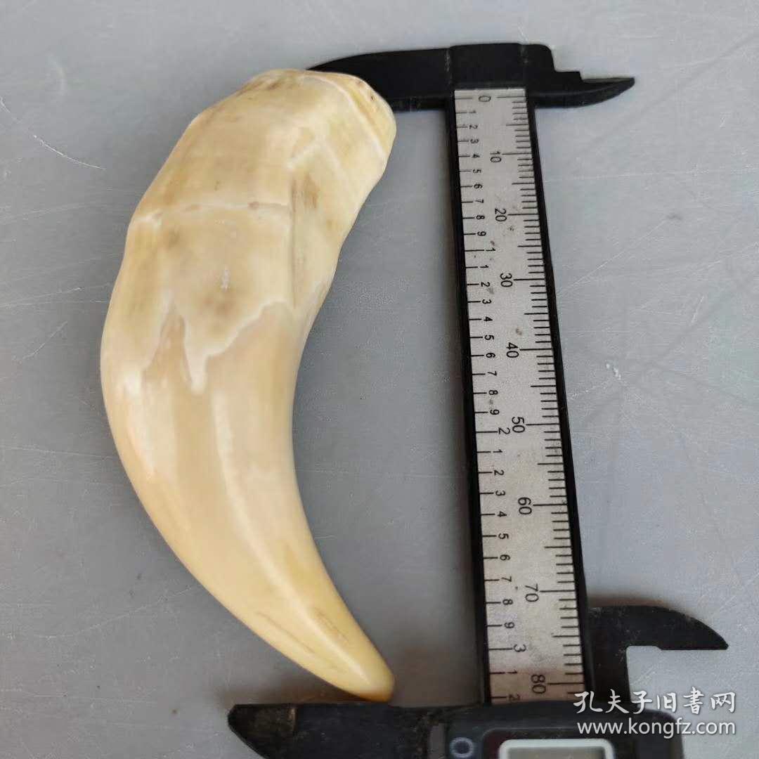 大猫牙吊坠长82公分重36克