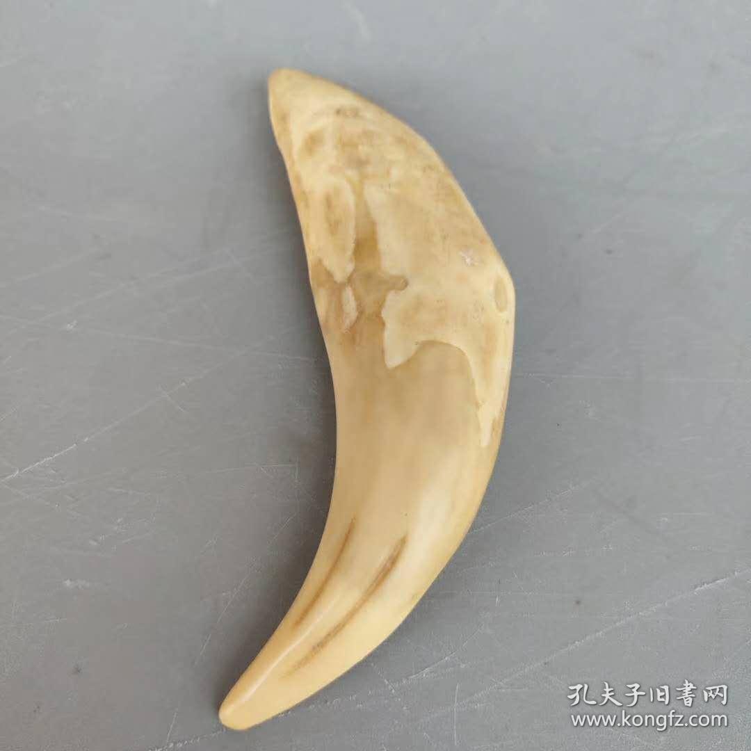 大猫牙吊坠长9公分重31克