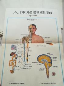 人体解剖挂图 全12幅
