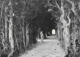 1905年木口木刻版画《林廊》41×28厘米