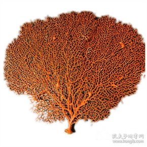 皇冠特级真正的海柳树海铁树珊瑚树枝红海柳 海草 鱼缸 造景 家居装饰