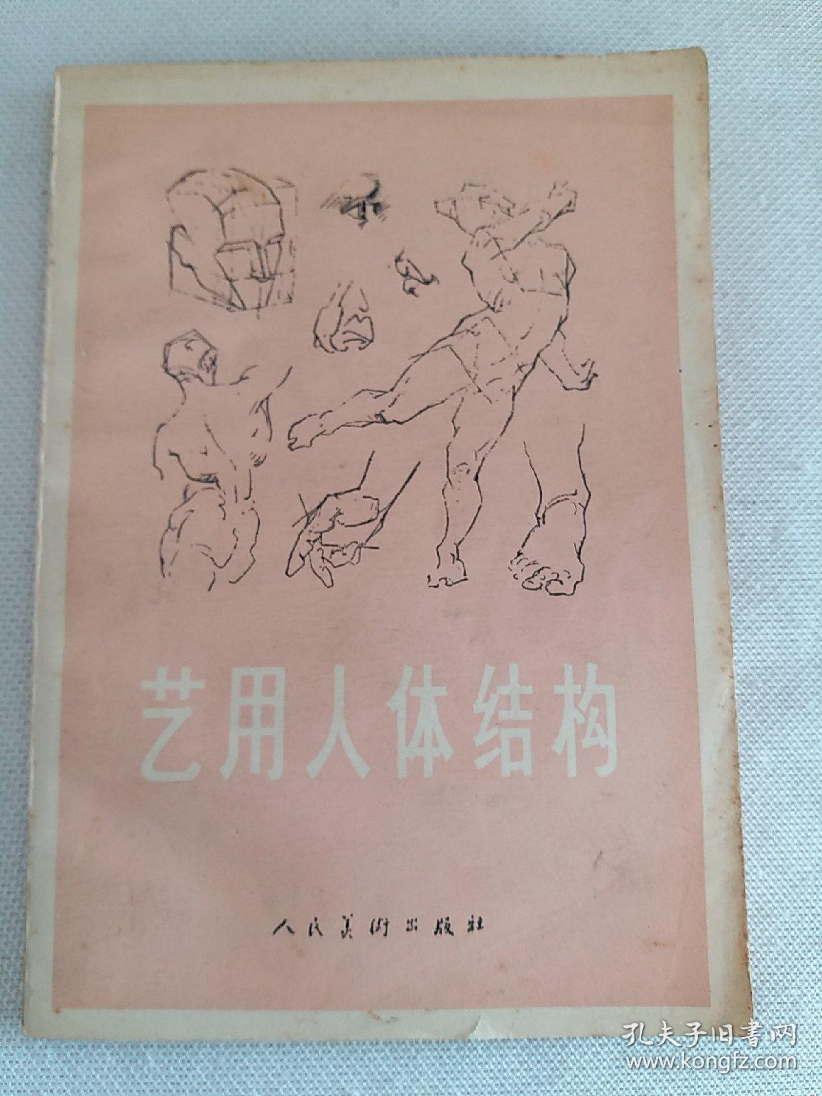 艺用人体结构