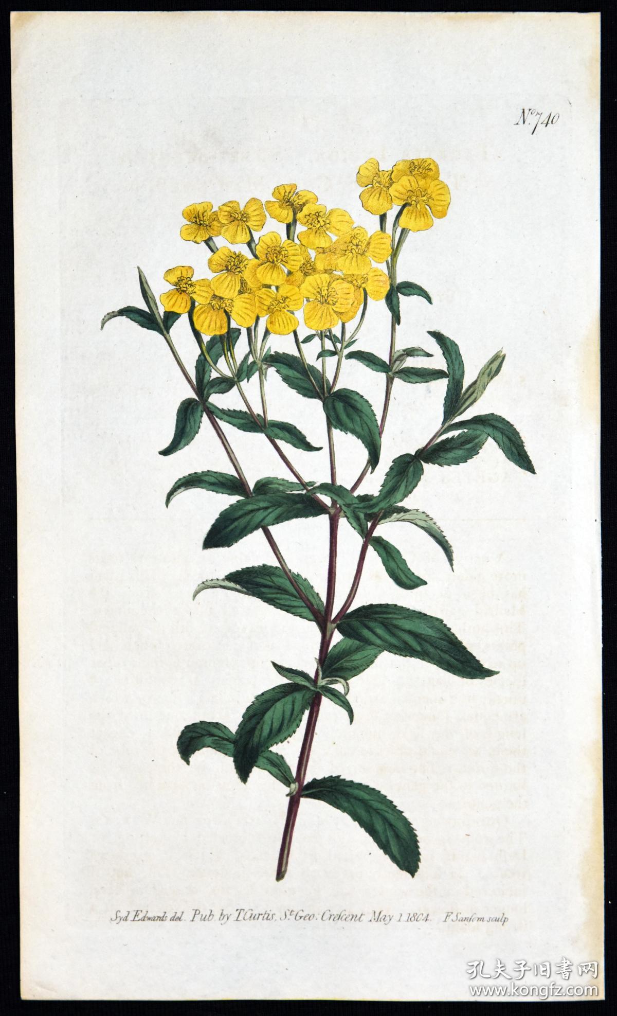 稀有精美图谱1804年英国柯蒂斯植物铜版画743号点地梅手工上色