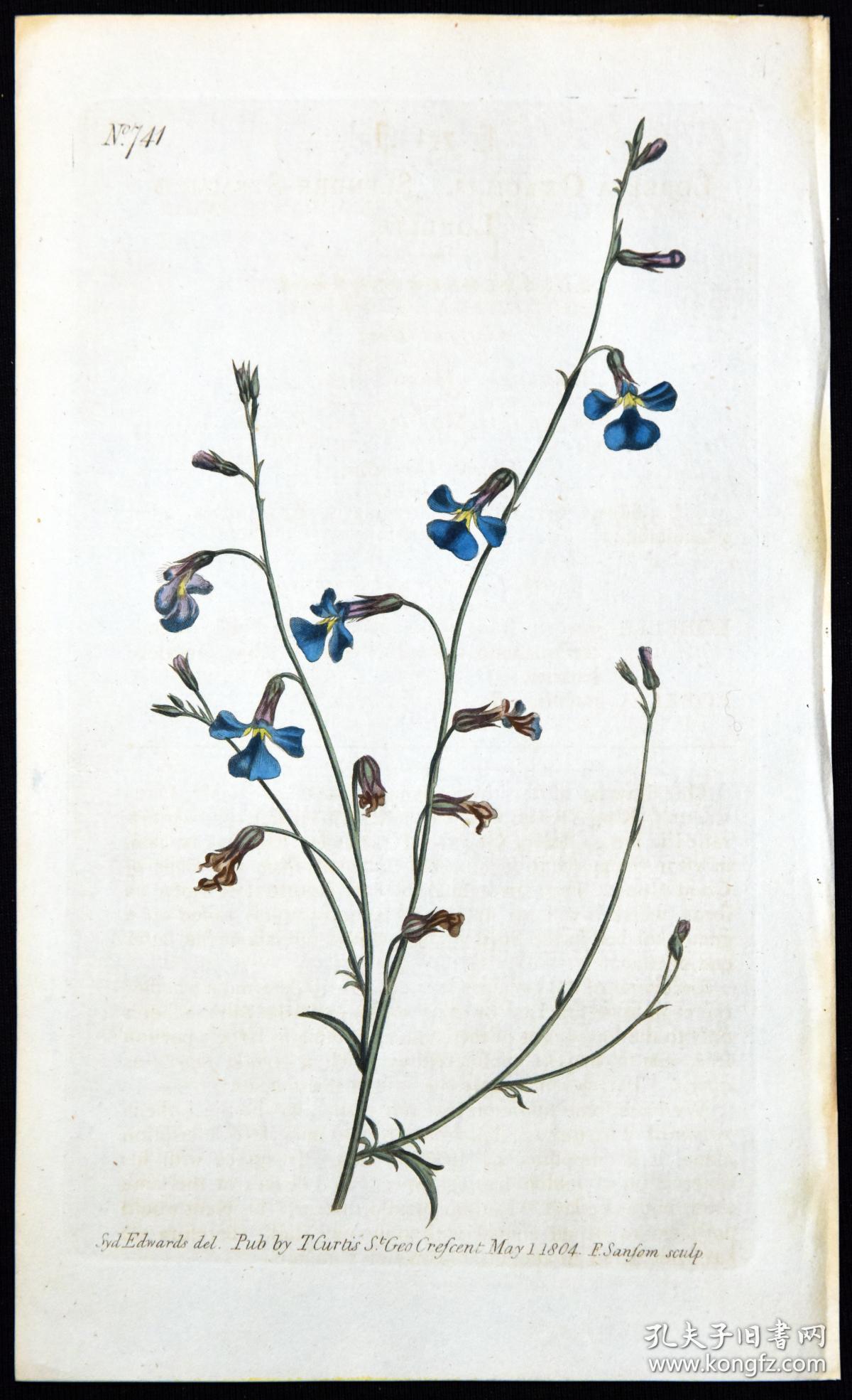 稀有精美图谱-1804年英国柯蒂斯植物铜版画740号-香叶万寿菊 ,手工