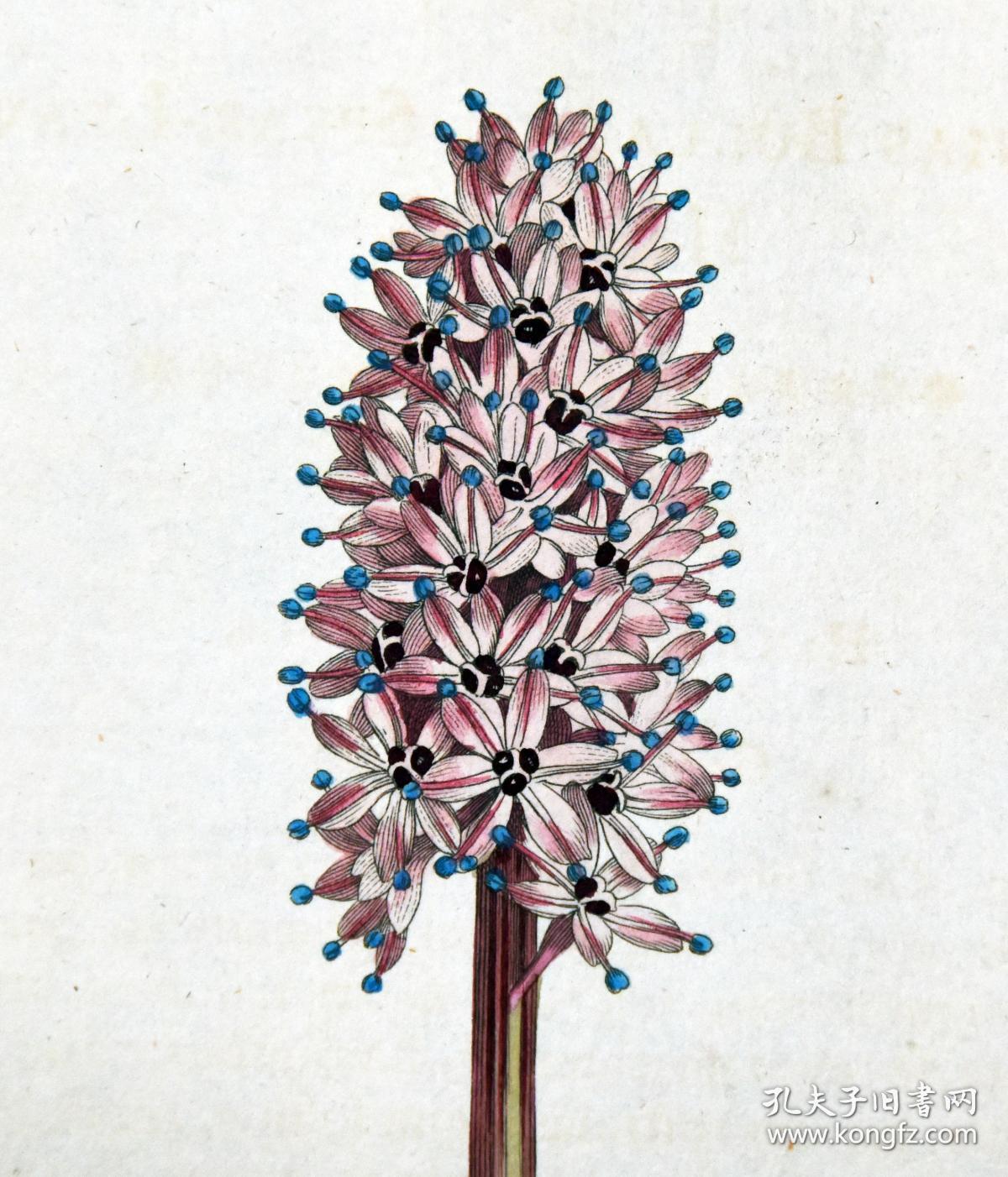 稀有精美图谱1804年英国柯蒂斯植物铜版画747号蓝药花手工上色