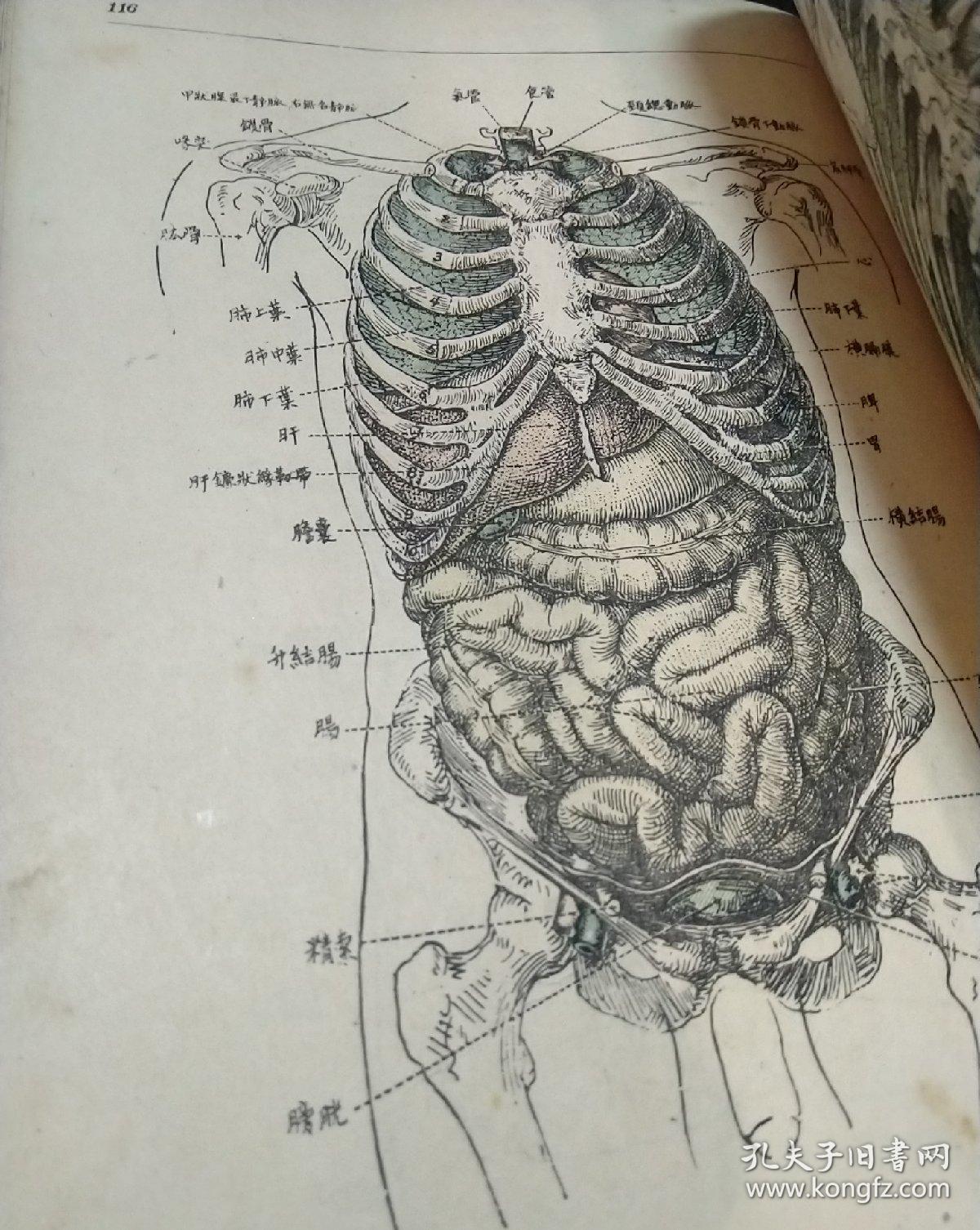 人体解剖学填图册图片