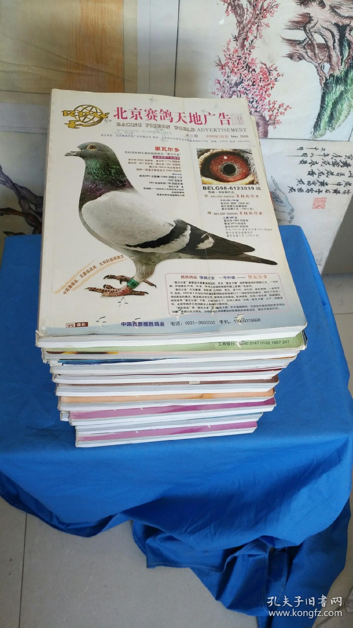 赛鸽天地(2006,7,8)