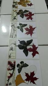 红叶、蝴蝶标本（塑封）