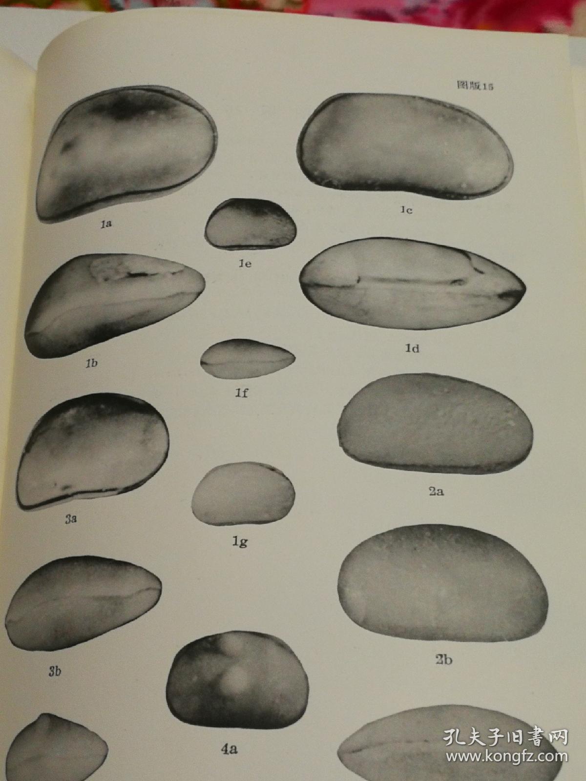 松辽平原白垩一第三纪介形虫化石