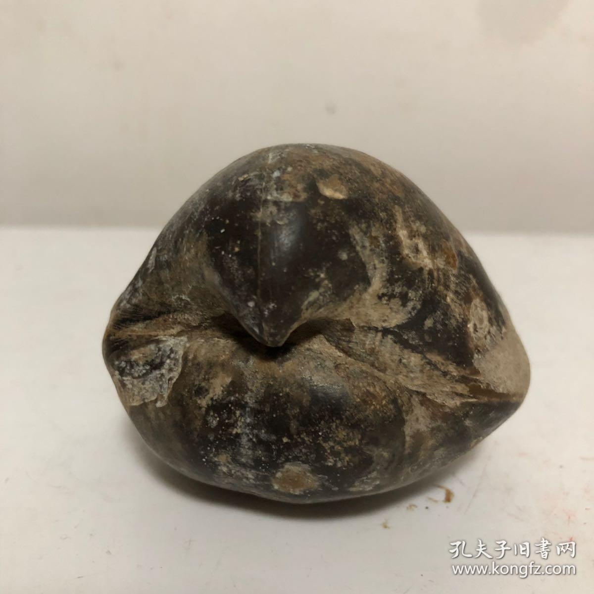 《鹦鹉鸟形状河蚌化石》