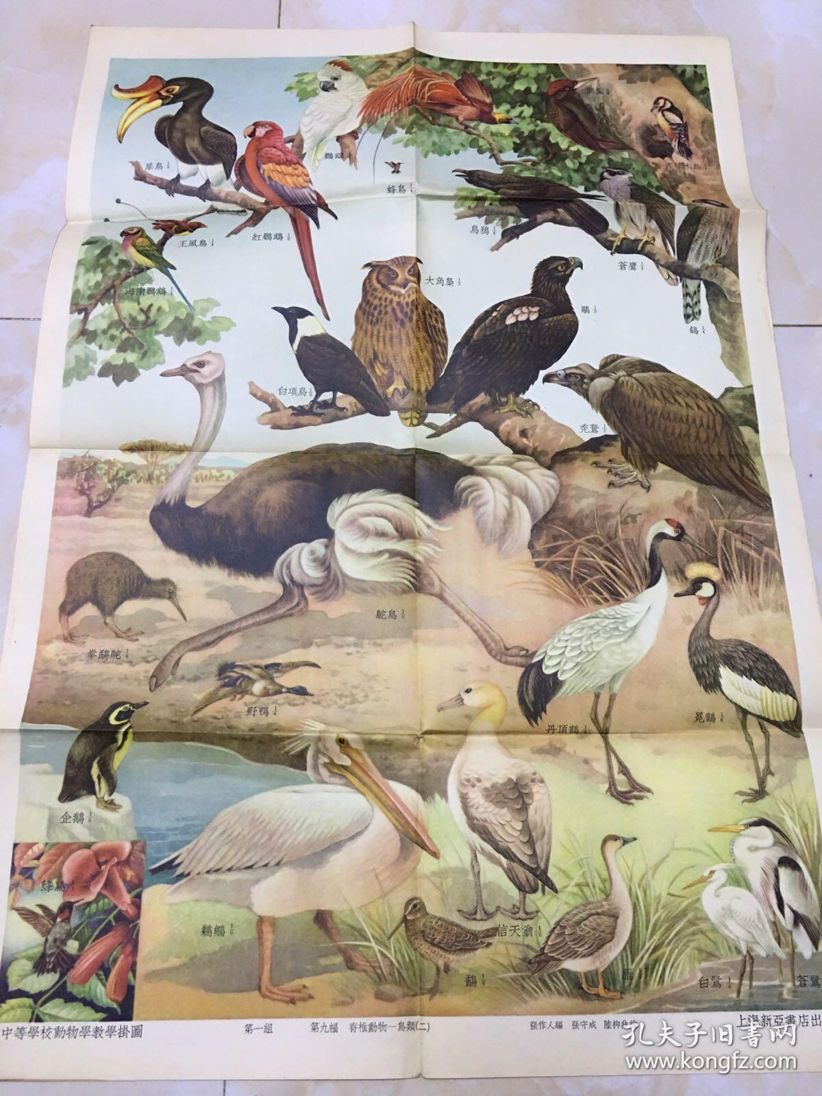 分类动物挂图16张合售