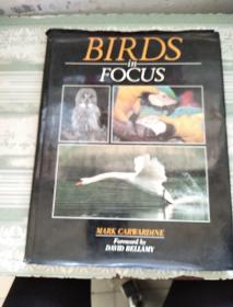Birds In Focus