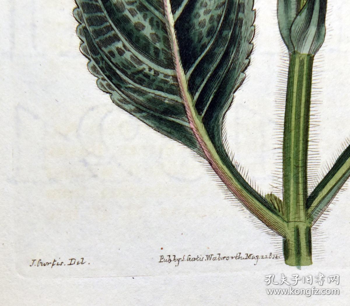 稀有精美-1822年英国柯蒂斯植物铜版画2318号-刺五加,带年代水印,手绘