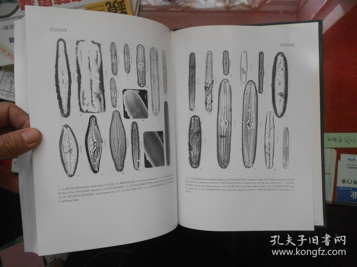 中国淡水藻志 第十九卷 硅藻门 舟形藻科(二)【16开 精装本 品相全新
