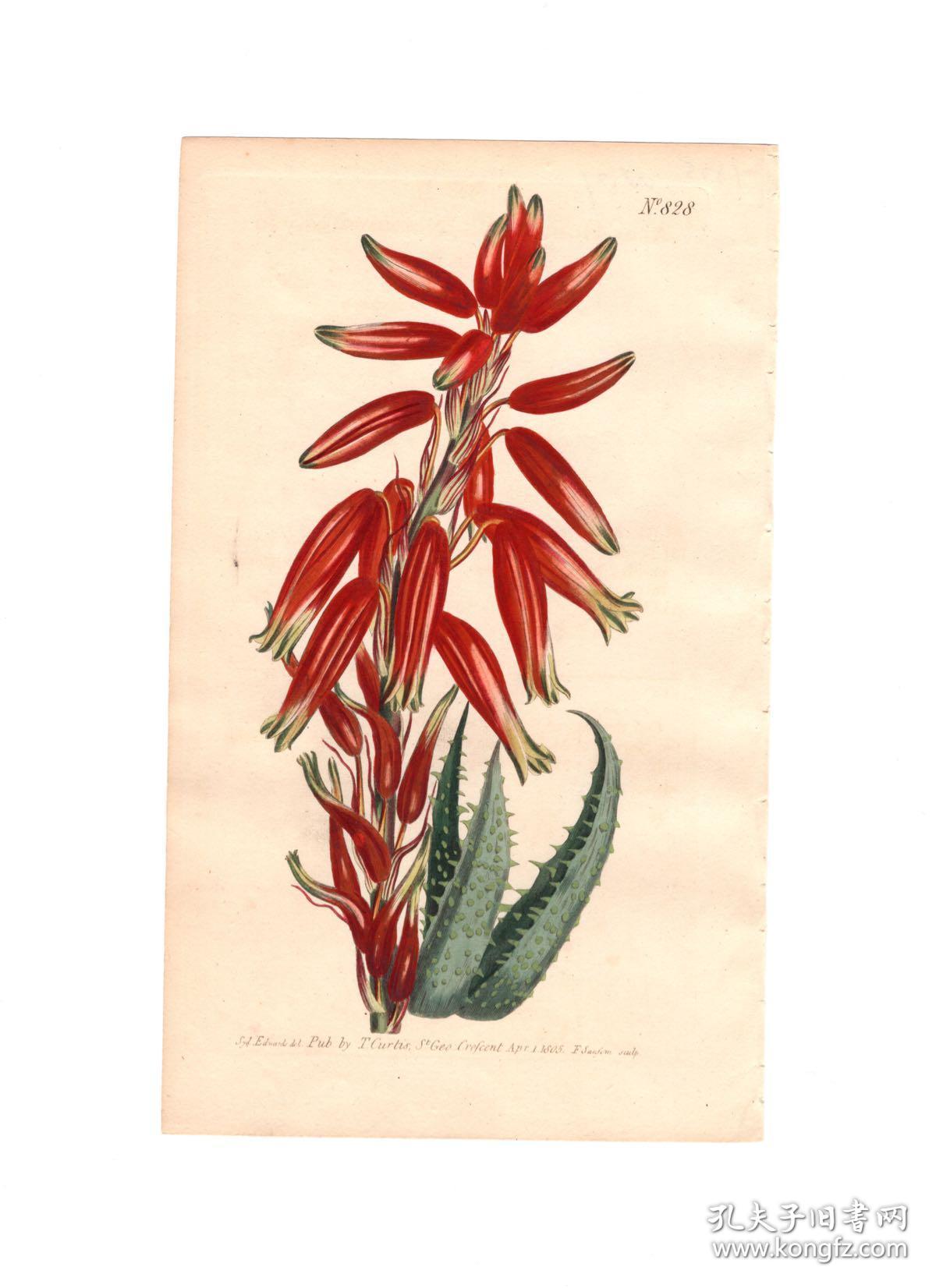 手彩色铜版画(1805年),可装裱可收藏,syd.