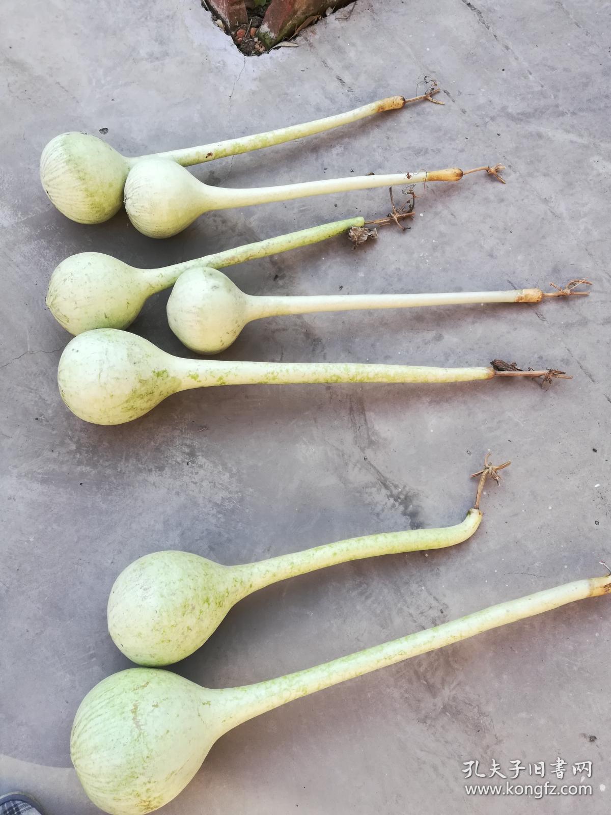 文玩葫芦长柄葫芦长约70厘米葫芦里有种子